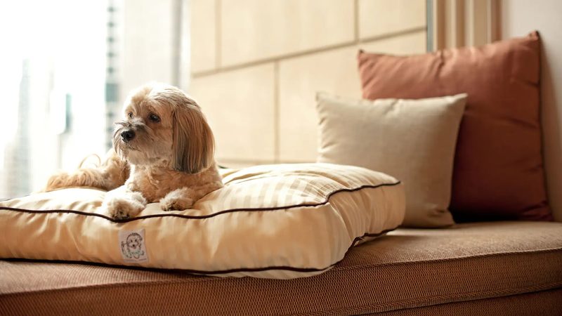 A small dog resting on a cushioned window bench in a guest room